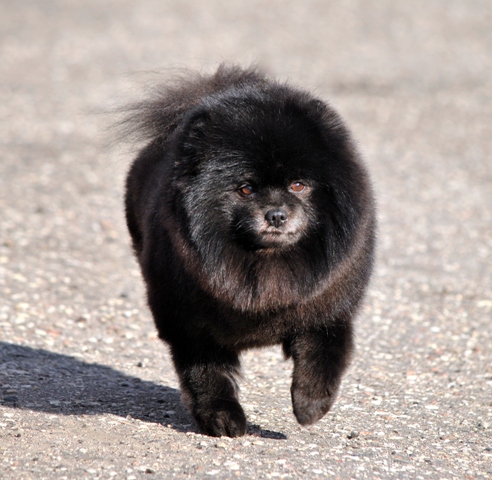 Lay' On Prayd Aristokrat | German Spitz 