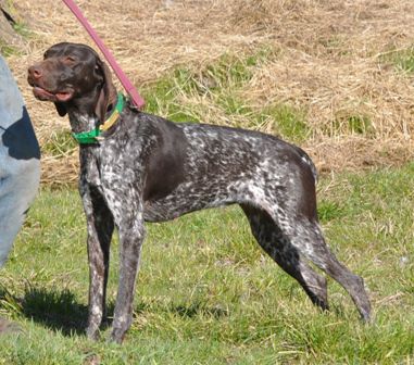 Hall's Omega Daisy | German Shorthaired Pointer 