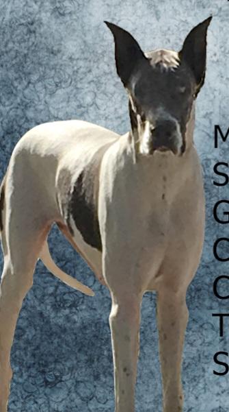 Night Magics Sassafras Sass | Great Dane 