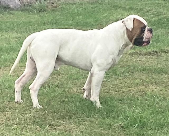 Dailey's Willin' | American Bulldog 