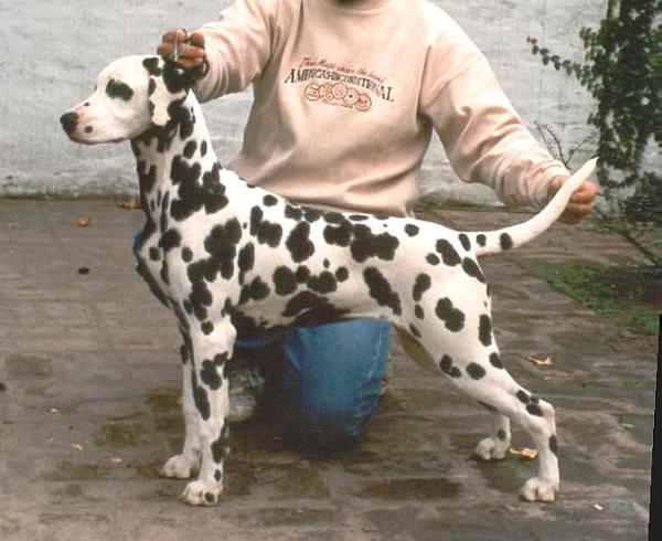 Zagreb's Chelsea | Dalmatian 