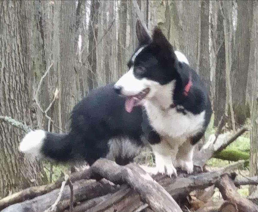 Elfborg Kirsten | Cardigan Welsh Corgi 