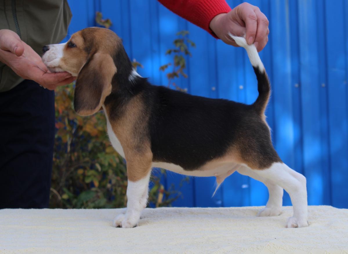 Lemon Teren | Beagle 