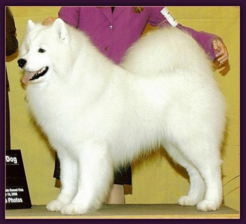 T-Snow Star's All The Above | Samoyed 