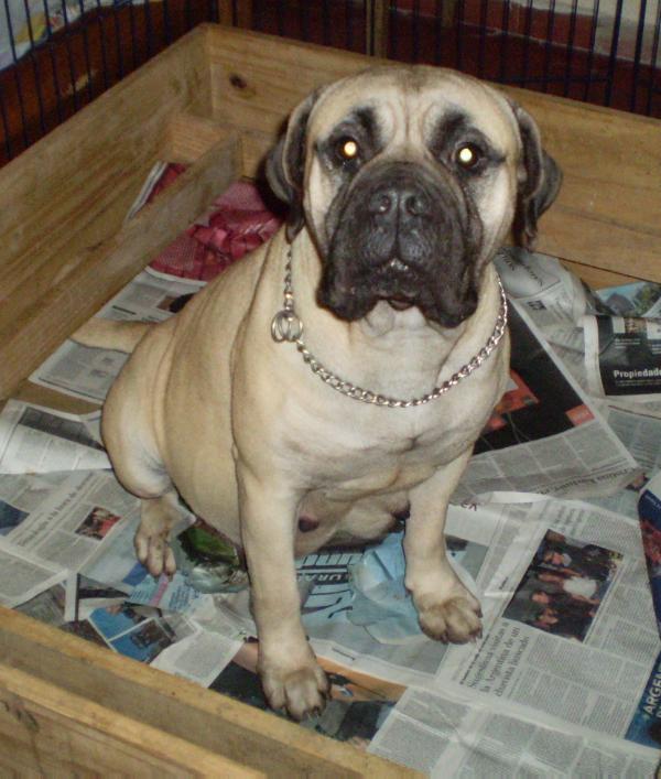 Ayelen Antares Del Alba | Bullmastiff 