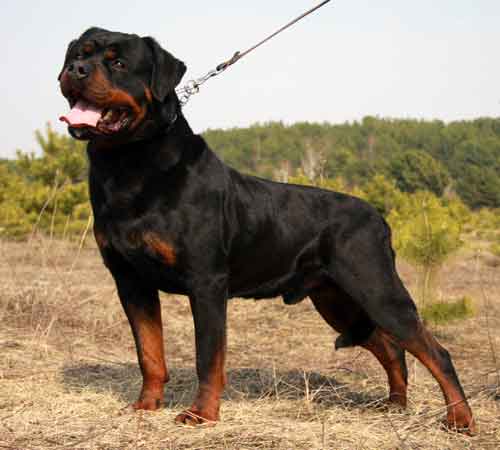 Felix vom Hauze Zchammer | Rottweiler 