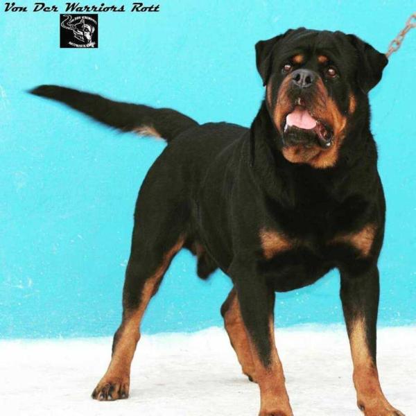 ALBATOR OD JOVICIÇA ? | Rottweiler 