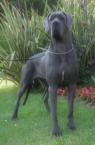 Athena | Great Dane 