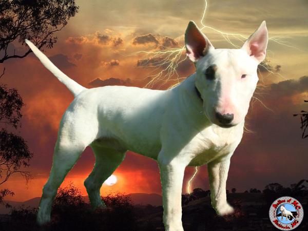 Bullies of NC's Sooner or Later | Bull Terrier 