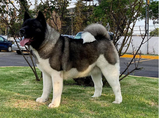 Isabella The Princess (Salazar) | Akita 