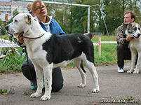 PTI PITER BADGIA | Central Asian Shepherd Dog 
