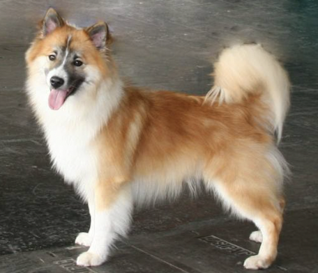 Almur aus Vinkona | Icelandic Sheepdog 