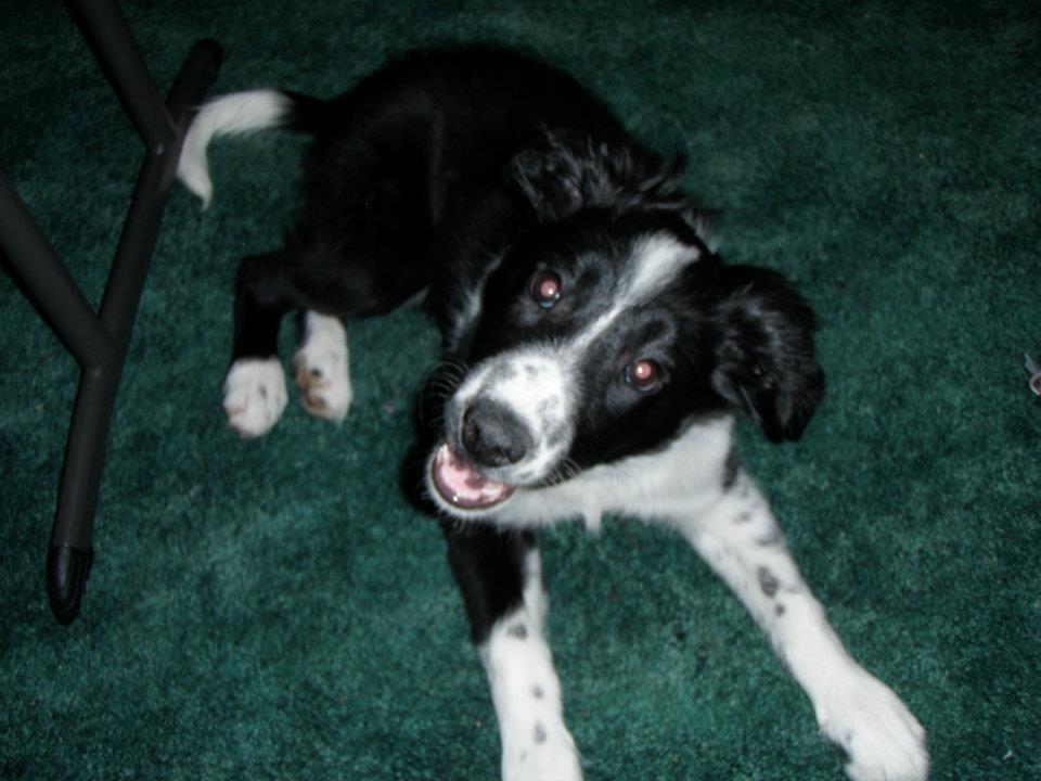 Mia Quorra ABC 341444 | Border Collie 