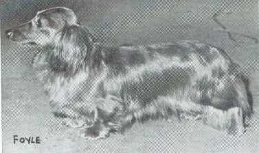 Rossglen Elegant | Dachshund 