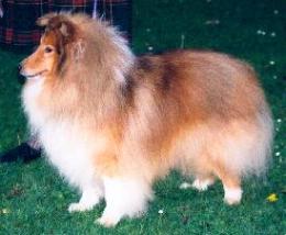 Degallo the Hustler | Shetland Sheepdog 