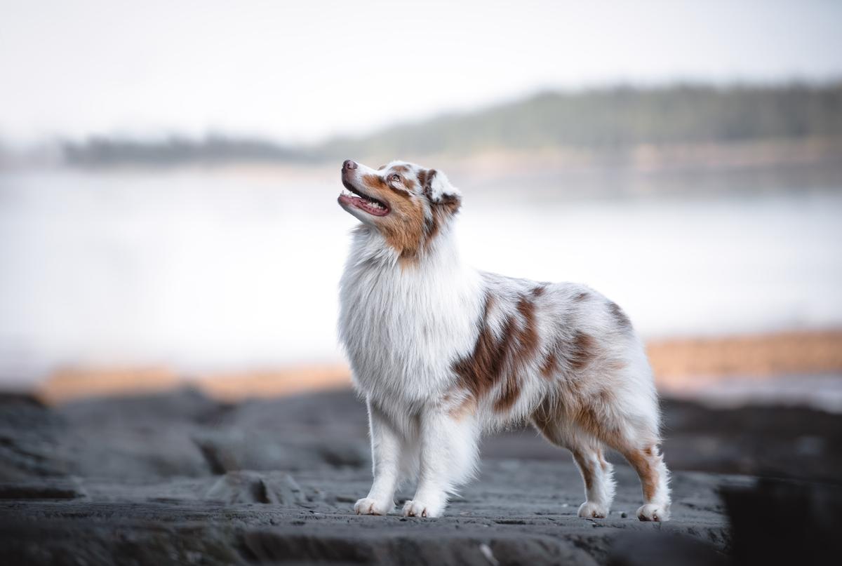 Cedar Hill four wheel drive | Australian Shepherd 