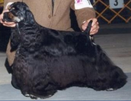 Juniper's Ju Jube | American Cocker Spaniel 