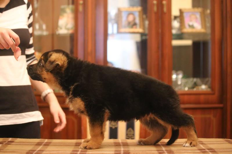Zonenvelt Frederiko | German Shepherd Dog 