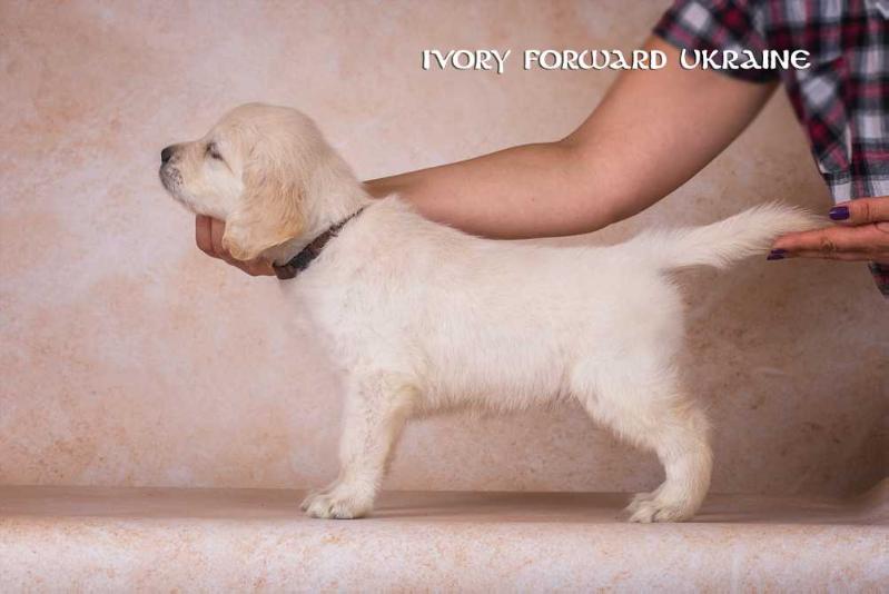 IVORI FORWARD UKRAINE | Golden Retriever 