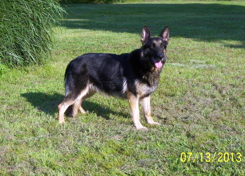 Priscilla vom Evermore | German Shepherd Dog 