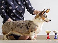 Favorite Sibiri Idealnay Ledi | Cardigan Welsh Corgi 