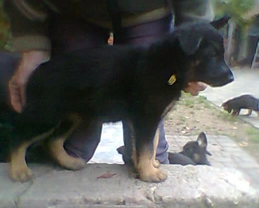 Nitta Oger Schloss | German Shepherd Dog 