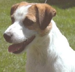 River Glenn Boot Scoot N Boogie | Parson Russell Terrier 