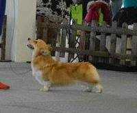 Yukka Sambatus | Pembroke Welsh Corgi 