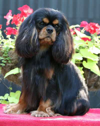 Turretbank Toil and Trouble | Cavalier King Charles Spaniel 