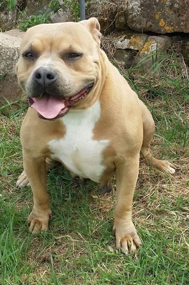 Attika du Mas l’Oustalets | American Staffordshire Terrier 