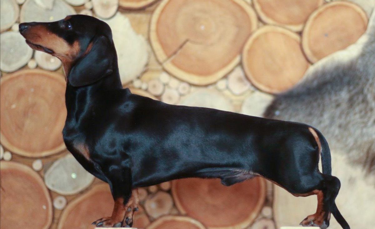 Dr. Claus vom Brexbach FCI | Dachshund 