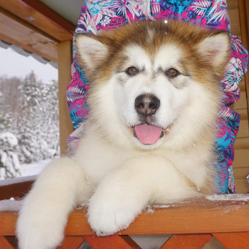 AURELIA POLAR PRINCESS | Alaskan Malamute 