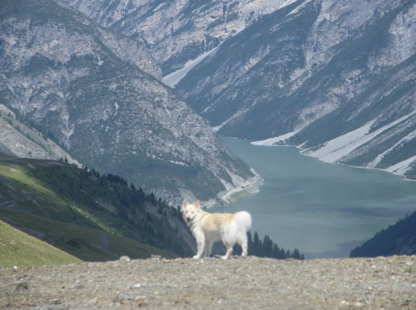Solfaxa's Vina Edda | Icelandic Sheepdog 
