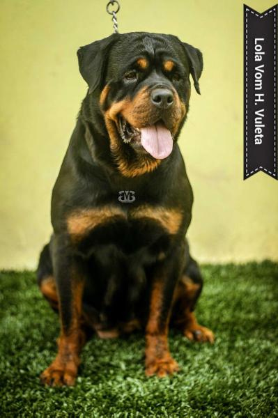 Lola Von Hause Vuleta. | Rottweiler 