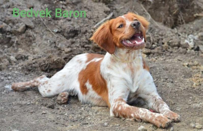Bedvek BARON | Brittany 