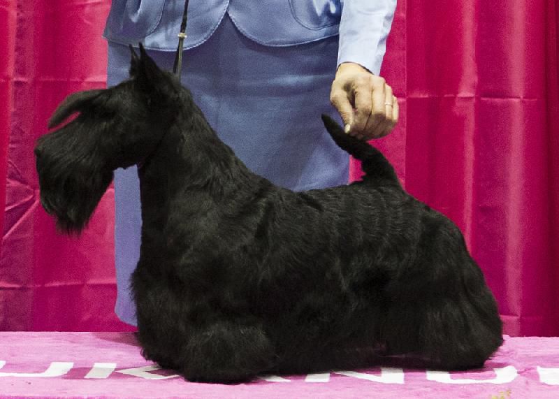 Filisite Brash Koh-I-Noor | Scottish Terrier 