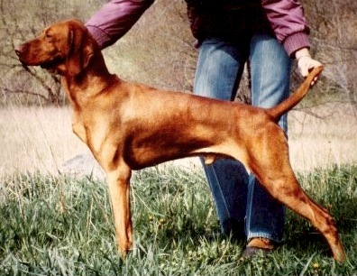 Paradox Raketa Kep | Hungarian Vizsla 