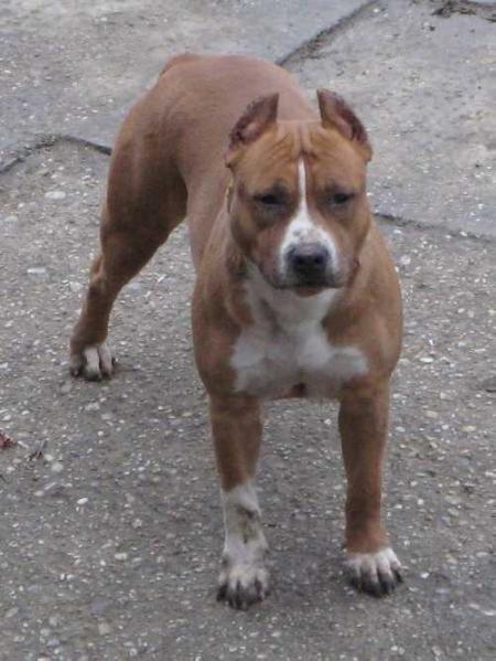 IMAGE Tiann | American Staffordshire Terrier 