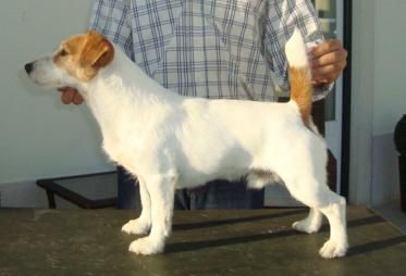 Duke de Alterrial | Jack Russell Terrier 