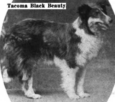 Tacoma Black Beauty | Rough Collie 