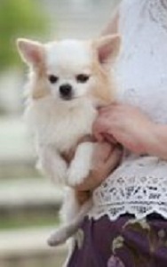 HONGTE | Chihuahua 