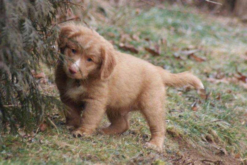 Praetorium Latobicorum's Låm | Nova Scotia Duck Tolling Retriever 