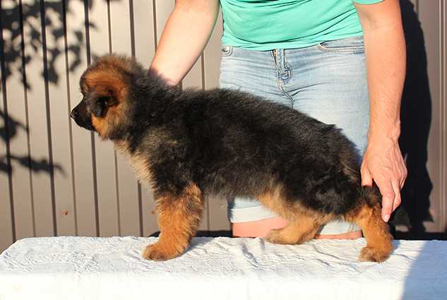Diora Aller Style | German Shepherd Dog 