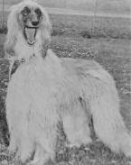 Dureigh's Dawn | Afghan Hound 