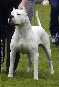 Pampero Ackon Cahuak | Argentine Dogo 