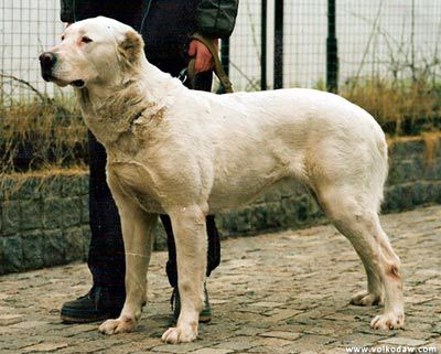 SHOKHRAT KRATOVSKAYA RKF 0008114 ow.Gorokhov | Central Asian Shepherd Dog 