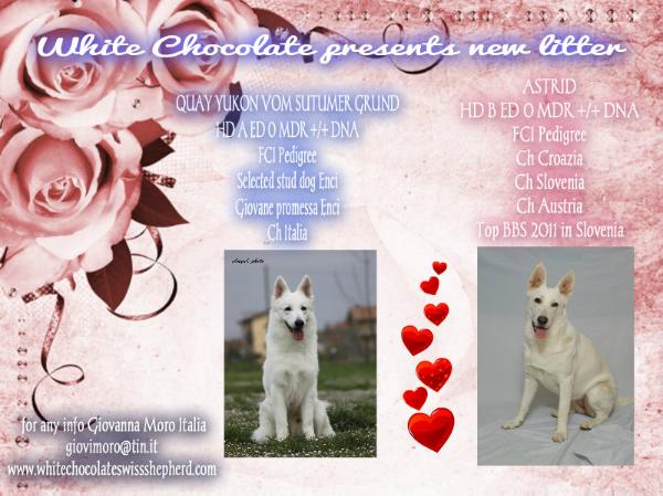 Blaze White Dream   (White Chocolate) | White Swiss Shepherd Dog 