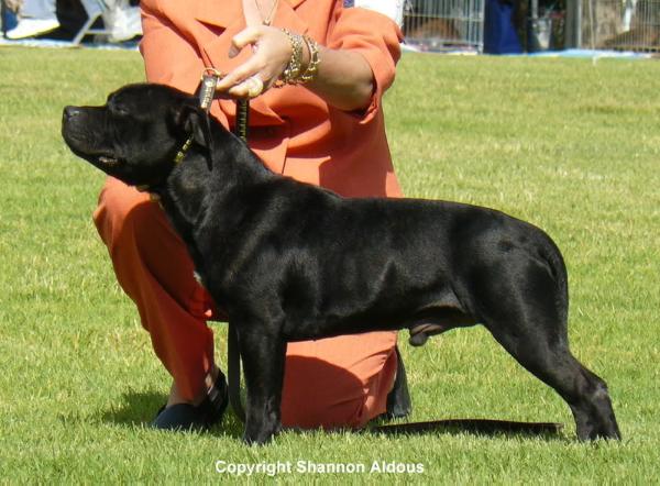 Neworder Black Smith | Staffordshire Bull Terrier 