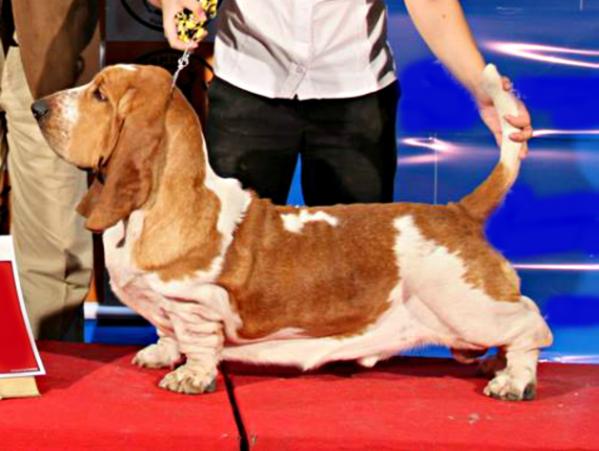 Park Melody Ogoogoo | Basset Hound 