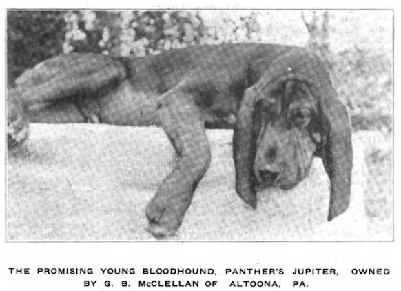 Panther's Jupiter | Bloodhound 